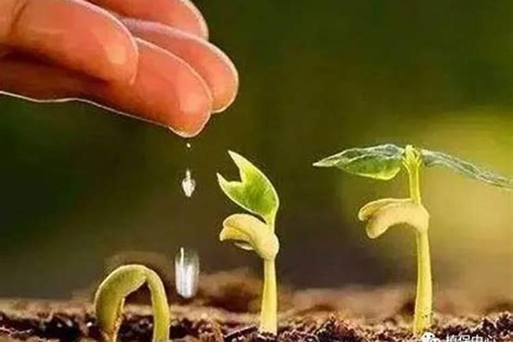 花生硼果期需要什么肥料施肥