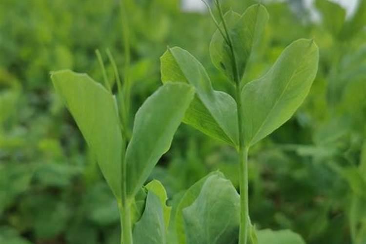 种豌豆尖用什么肥料才长得壮