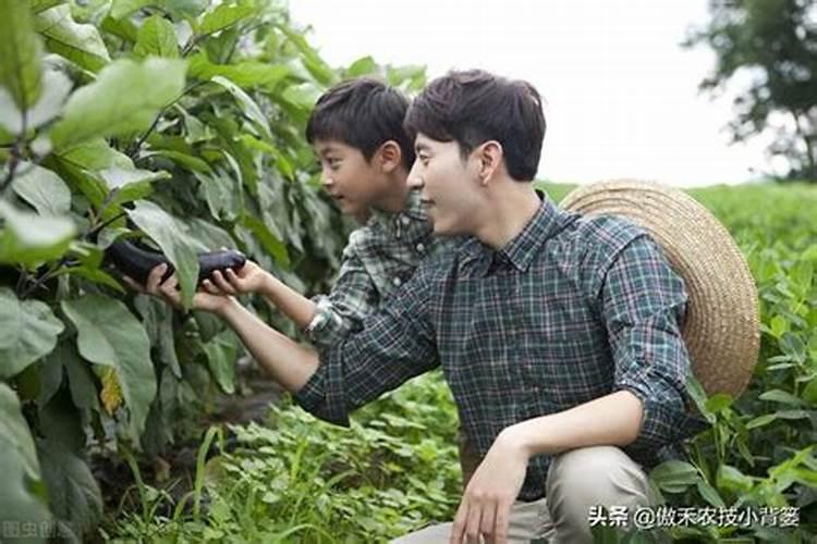 种玉米用什么复合肥肥料最好
