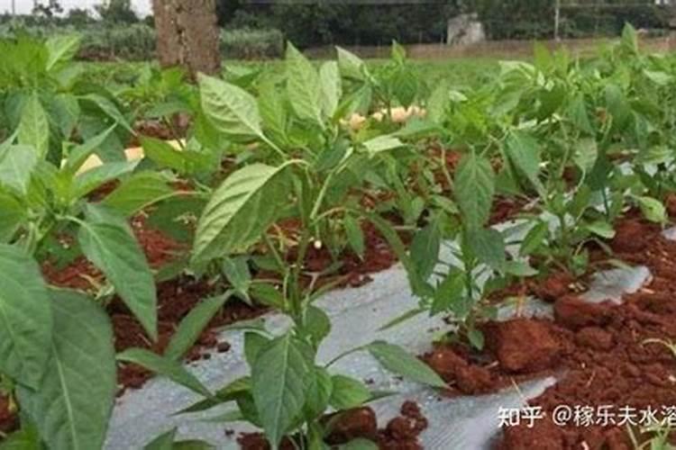 种菜需要施肥那么用什么肥料会比较好呢