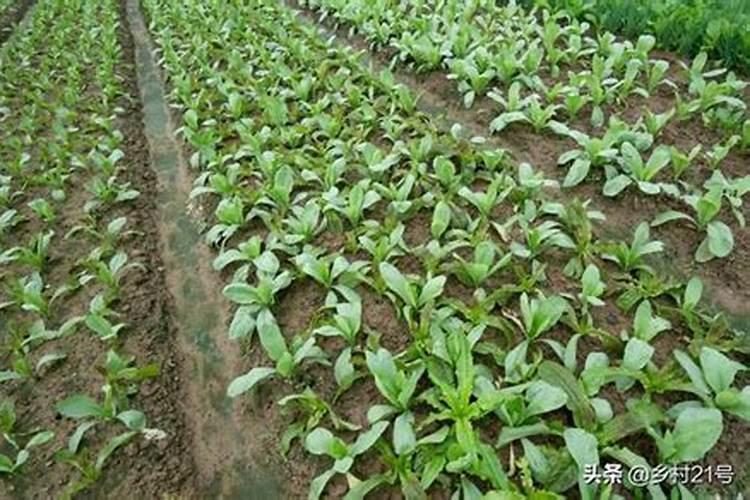 蔬菜上化肥和施农家肥长势都有哪些区别？该注意什么？
