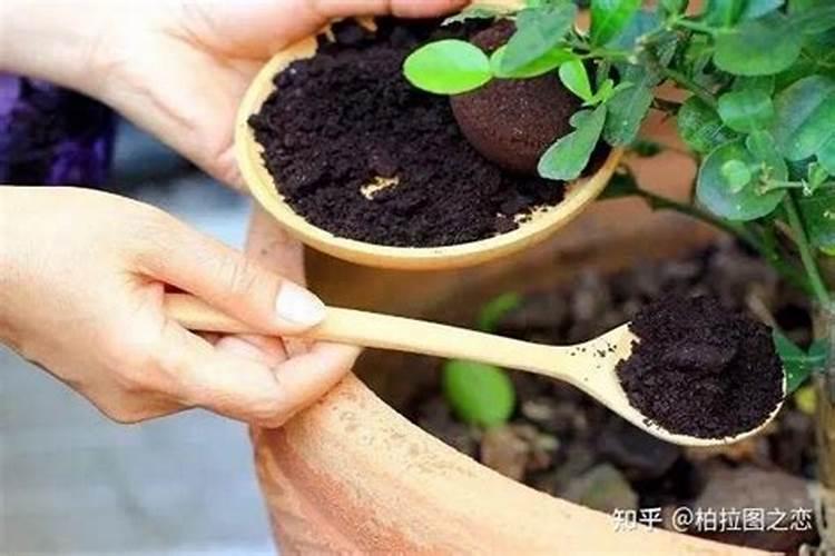 树苗施什么肥料什么时间施肥最好