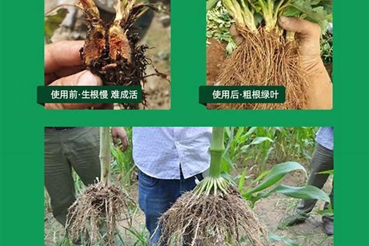 葡萄施肥方法有哪些？