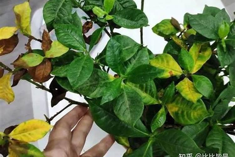 钾肥几天见效