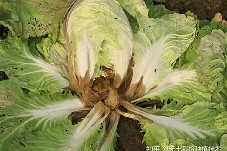 糖醇钙和丙环唑能混合？