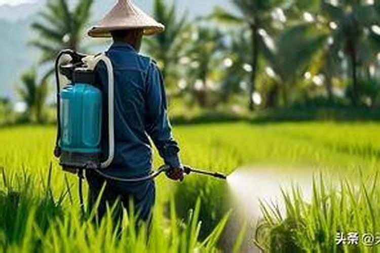 秋葵在什么时候施肥 秋葵移植后施什么肥好