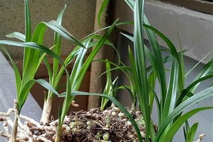 兰花如何养龙根苗,才能长得快？
