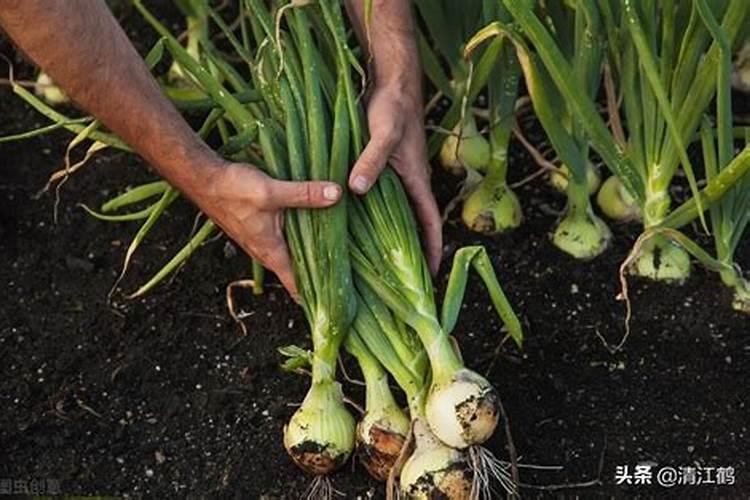 种植辣椒的时候,为什么不能浇清水呢？