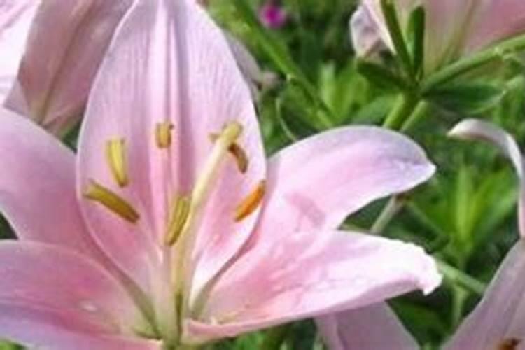 盆栽百合花怎么施肥