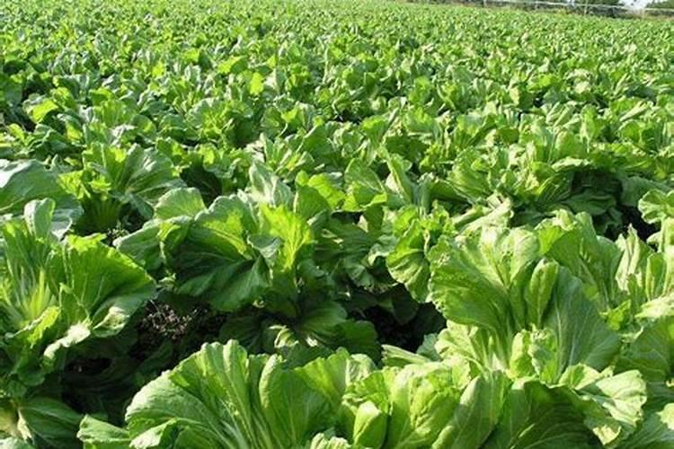 芥蓝菜适合施尿水肥还是复合肥？