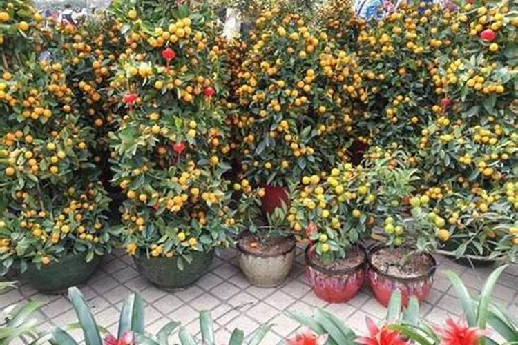 黑金刚莲雾施什么甲肥好？