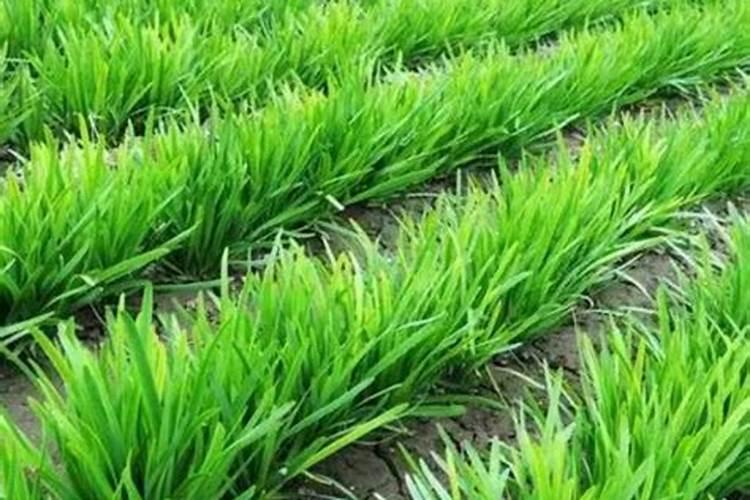 连续阴雨天造成韭菜发黄能不能浇水施肥？