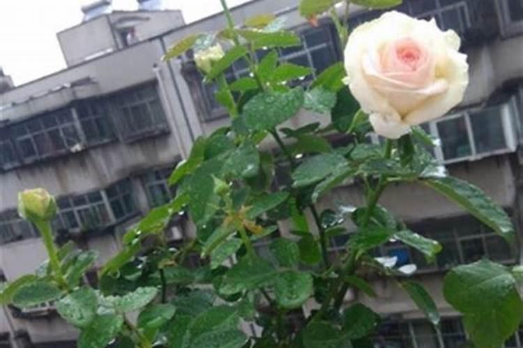 鱼蛋白水溶肥可以浇什么花？