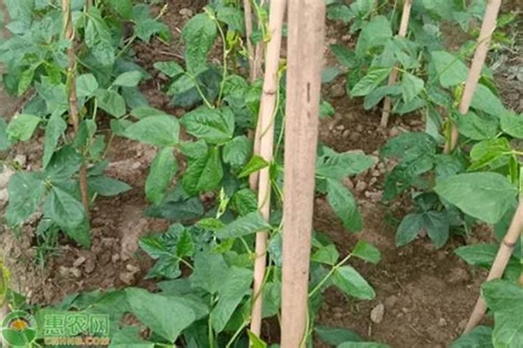 腐植酸钾销售渠道