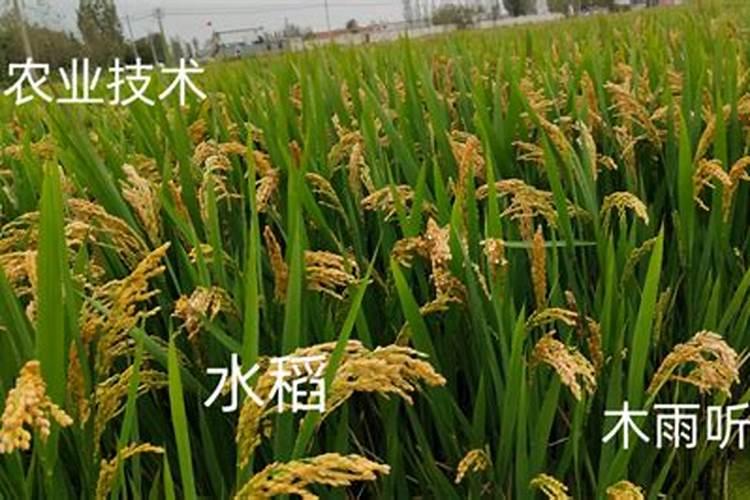 水稻施肥过多出现烧苗怎么办,有什么紧急补救措施？