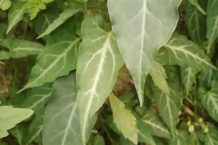 白菜叶面肥的使用方法