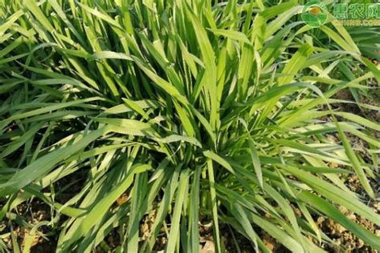 大颗粒尿素混用方法