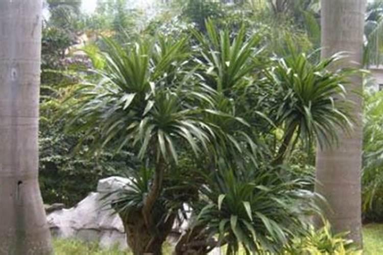 龙须树用什么肥料