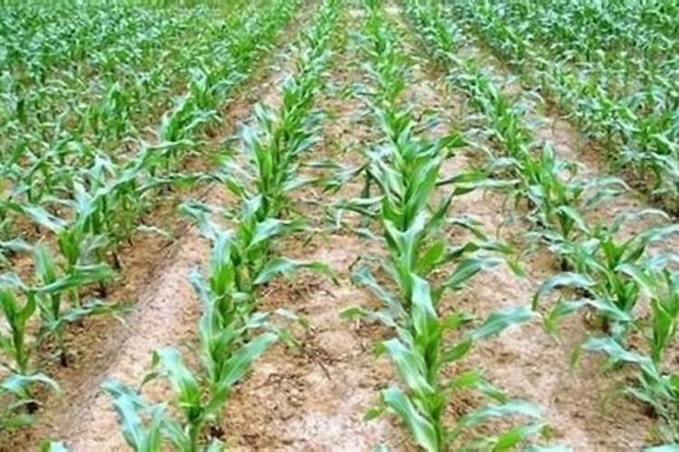 玉米施肥氮磷钾比例是多少 如何合理施加肥料