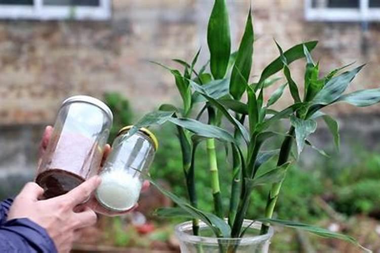 硅肥营养液怎么用 液体硅肥的使用方法