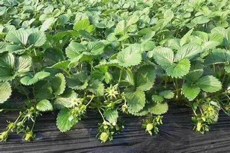 黄豆发酵有机肥施入地里面可以管一年吗