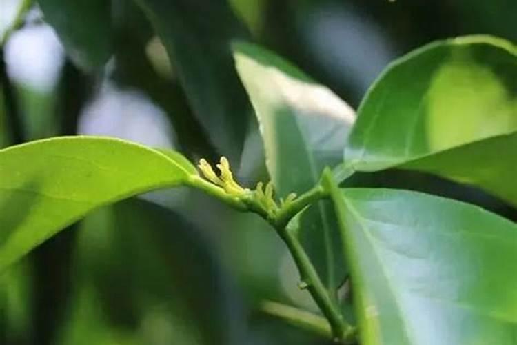 柑橘如何控梢保花保果？