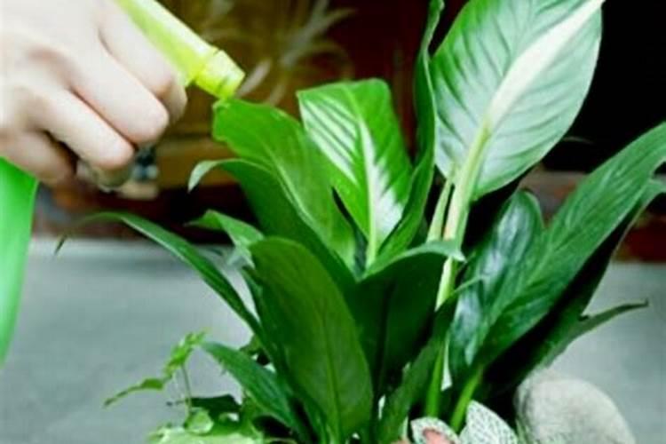 君子兰怎样施肥