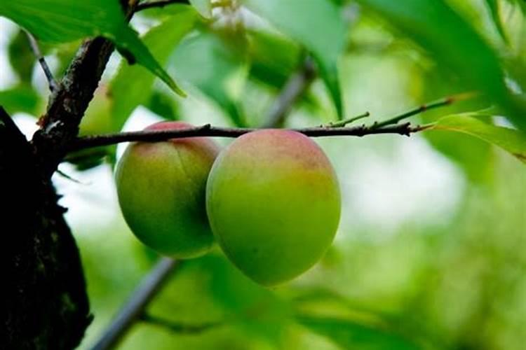 梅子树不结果怎么办？