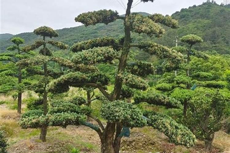 叶面肥能和除草剂一起用吗