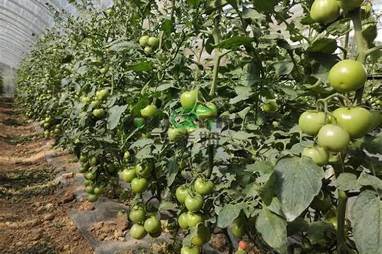 芭田水溶肥和红牛水溶肥哪个好？