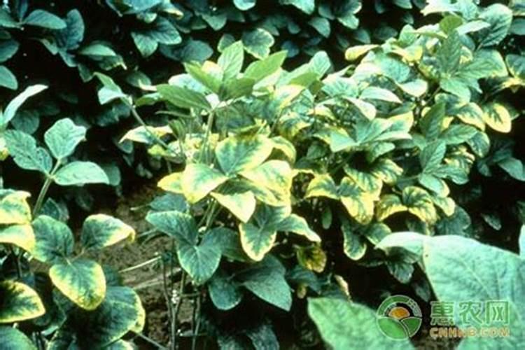 NEB这东西怎么样