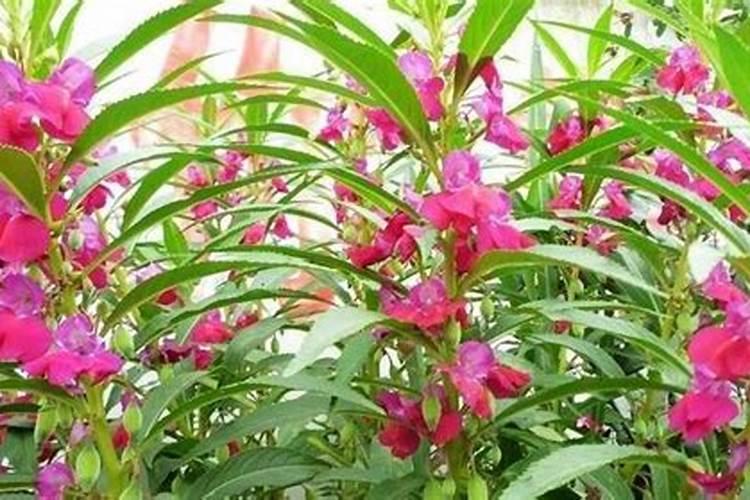 凤仙花用什么肥料