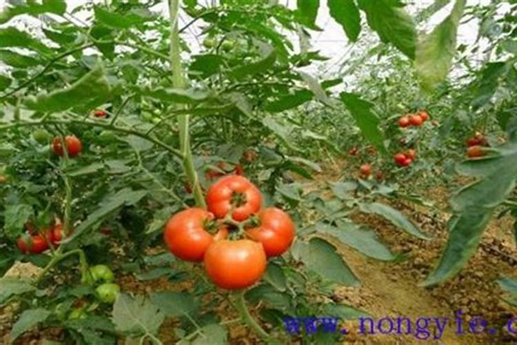 连作烟田,烟草青枯病为何发生严重