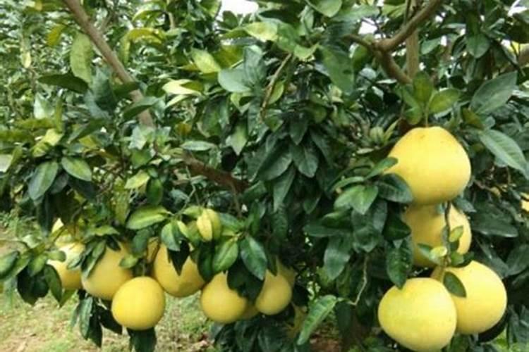 柚子树开花如何管理