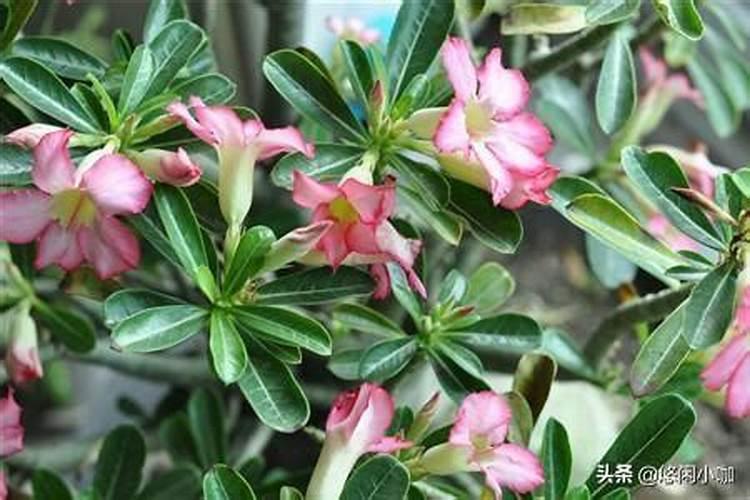 沙漠玫瑰怎么施肥 沙漠玫瑰施什么肥好