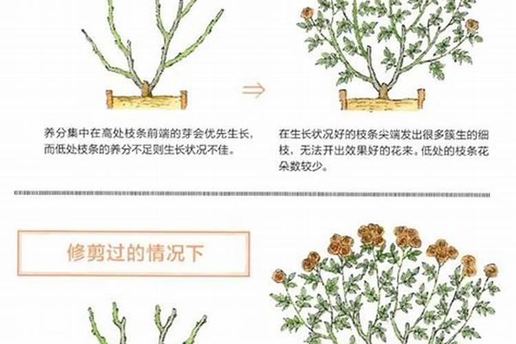 金银花适合什么土壤种植