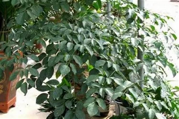 亚硫酸镁为什么无法大量用于化肥,它溶解度低,是很好的缓释镁肥？