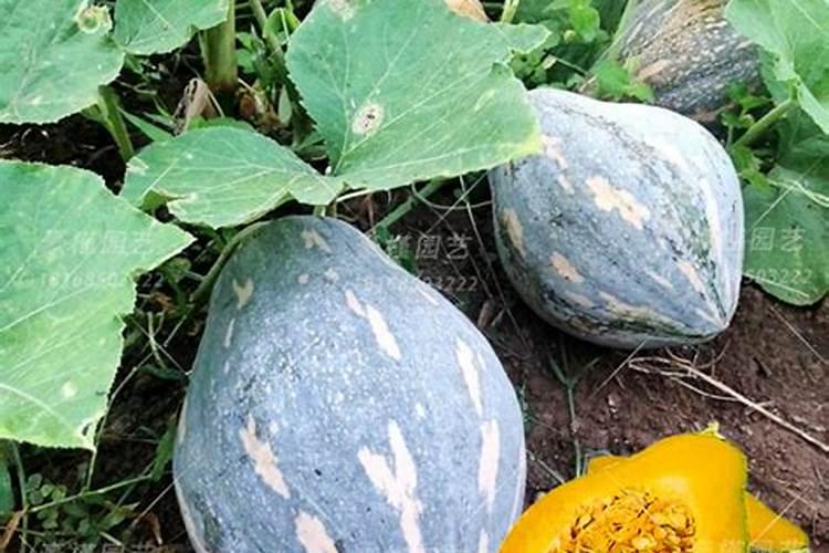 香芋南瓜一亩种多少棵