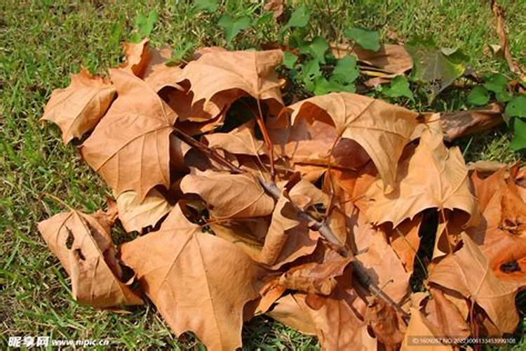 樱桃大棚土壤的磷钾含量