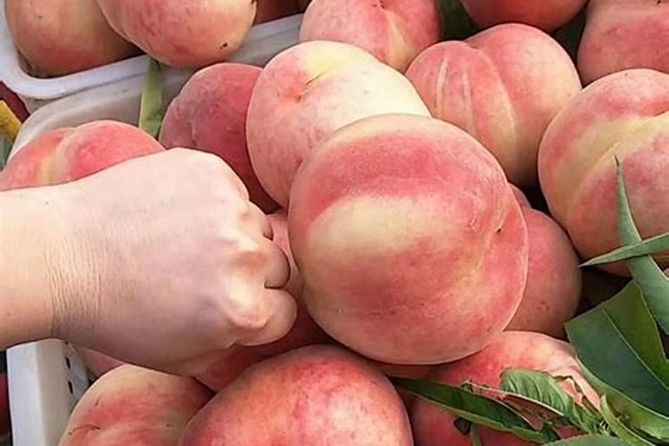 桃树施什么肥最好