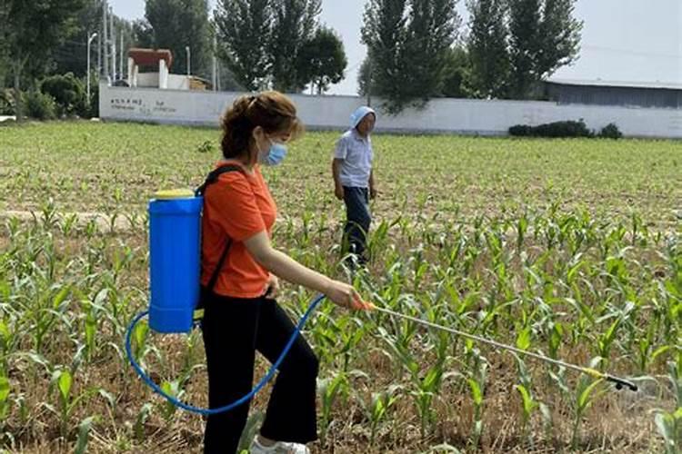 先打除草剂还是先打叶面肥