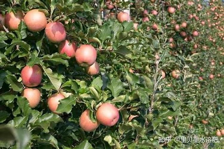 苯瓞甲环唑喷杨树开花前需要加钙肥吗