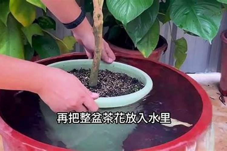 高锰酸钾能作肥料用吗