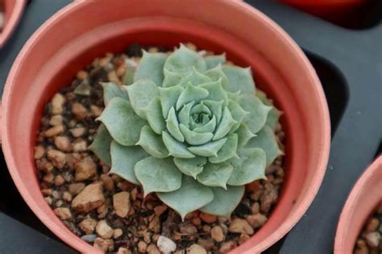 多肉植物能喷磷钾肥吗