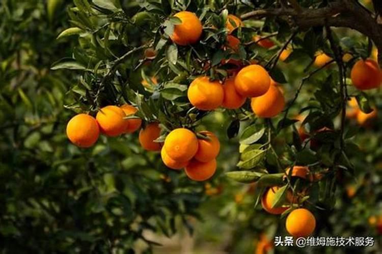 大樱桃红灯品种的特性