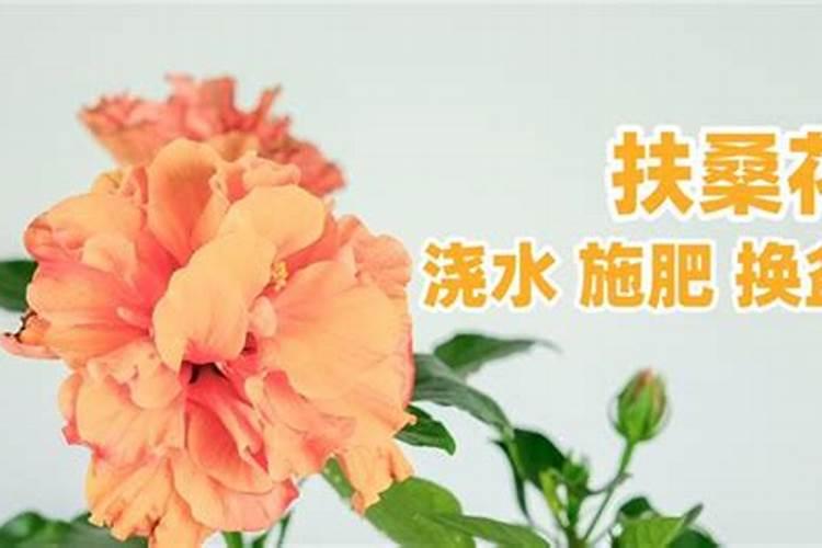 扶桑花施什么肥扶桑花怎么施肥