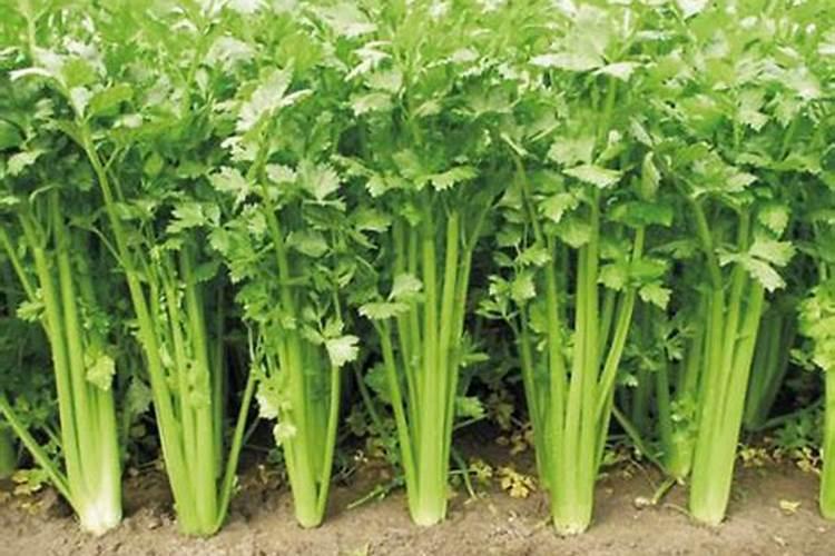 芹菜施什么肥料