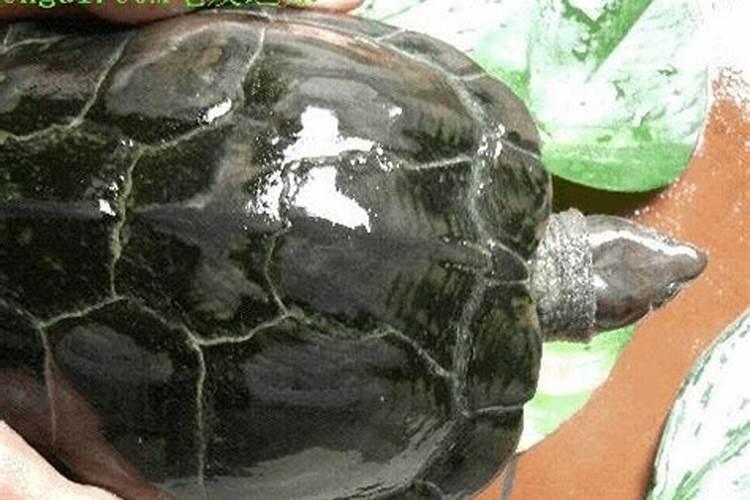 石龟煲汤要用什么配料煲才好