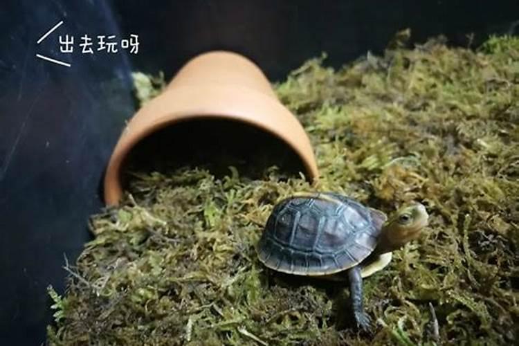 养殖石龟卖去哪？最后一层是干嘛用的？