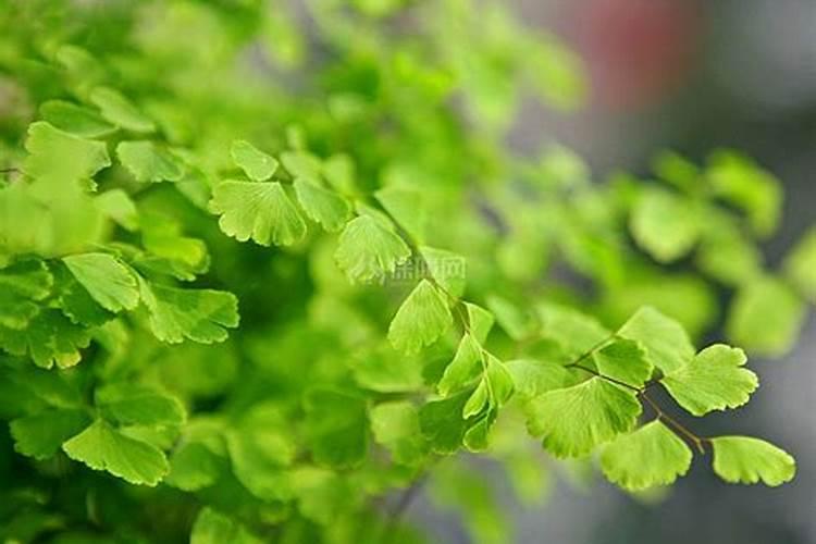 水稻用一次性底肥,选择什么底肥好？